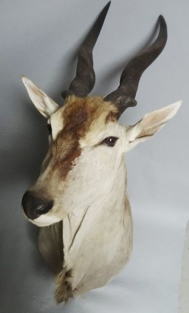 ELAND DU CAP Taurotragus oryx, tête en cape,...