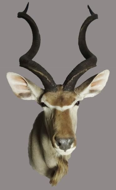 GRAND KOUDOU Tragelaphus strepsiceros, tête...