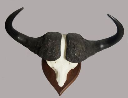 BUFFLE CAFFRE Syncerus caffer, frontal, Tanzanie,...
