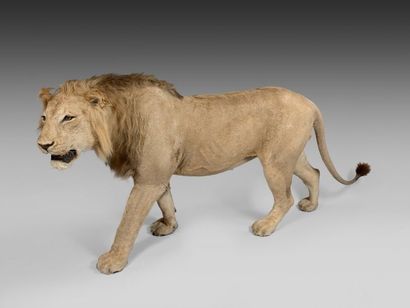 LION Panthera leo, magnifique exemplaire...