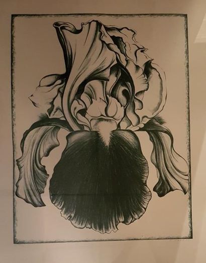 Lowell Blair NESBITT (1933-1993)
IRIS (OPEN).
Lithographie,...
