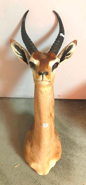 GAZELLE, Tete en cape