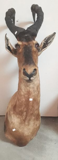 BUBALE, Tete en cape, Oreilles accidenté...