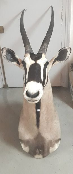 ORYX GAZELLE, Tete en Cape 