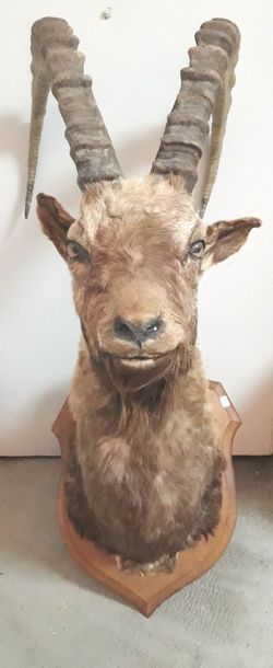 CHAMOIS, Tete en cape. Sur écusson de bo...