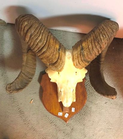 MOUFLON en massacre.