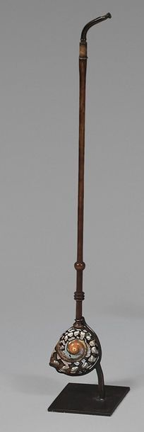 Pipe, le fourneau en coquillage de l'espèce...