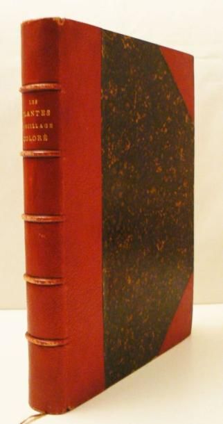LOWE (E. J.) & HOWARD (W.)
Les Plantes à...
