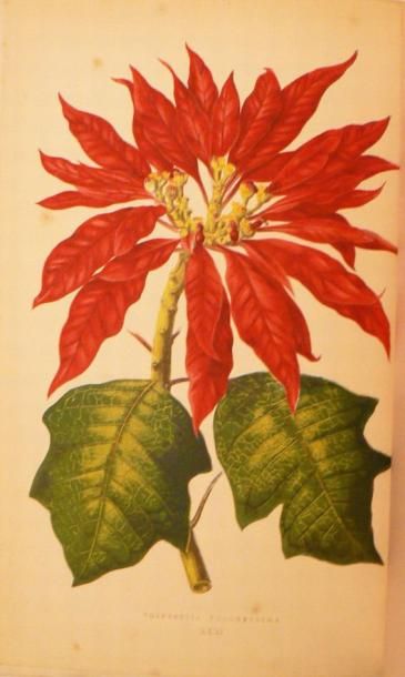 LOWE (E. J.) & HOWARD (W.)
Les Plantes à...