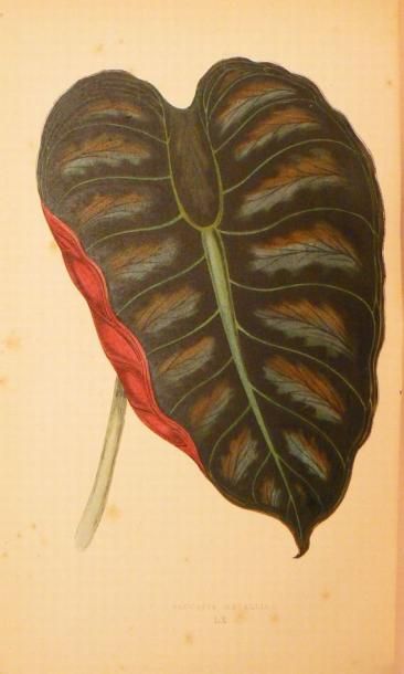 LOWE (E. J.) & HOWARD (W.)
Les Plantes à...