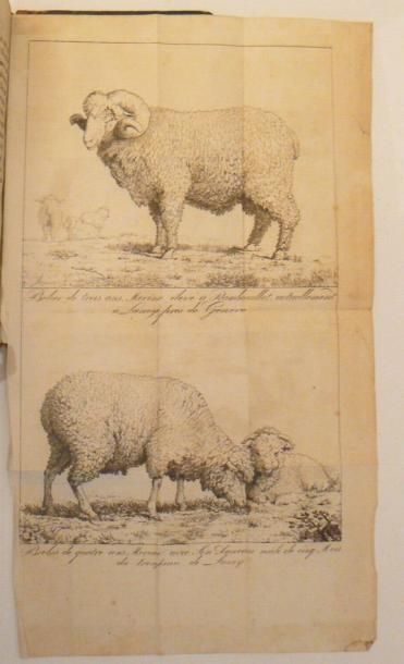 Mouton - PICTET (Charles). Faits et observations...