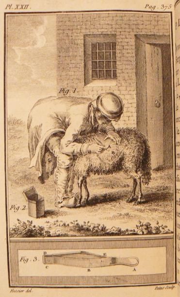 Mouton - DAUBENTON (Louis Jean Marie). Instruction...