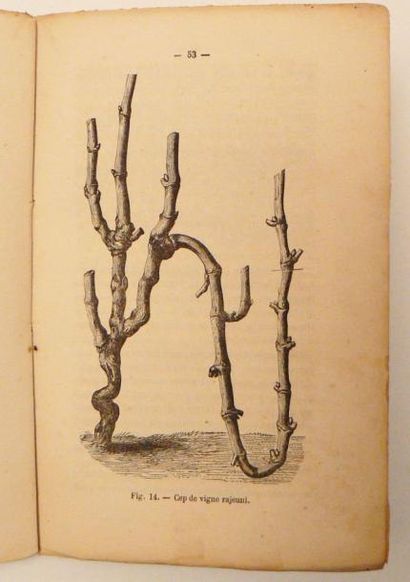 TROUILLET (Eloi)
Culture de la Vigne en plein...