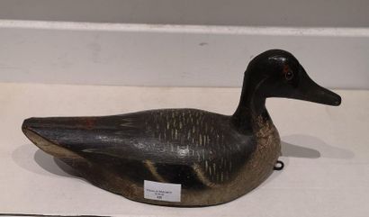 Canard Pilet (queue d’Ironde). Appelant typique...