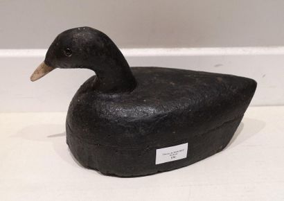 Foulque Macroule (fouque ou macreuse). Appelant...