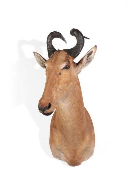 Tête en cape de Bubale de Lichtenstein, Alcelaphus...