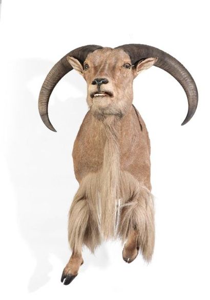 Moitié antérieure naturalisée de Mouflon...