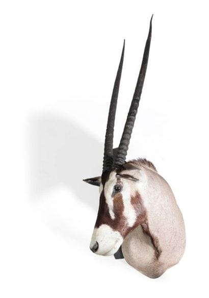 Tête en cape d’Oryx, Oryx gazella.