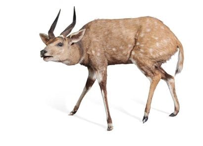 Guib harnaché naturalisé entier, Tragelaphus...