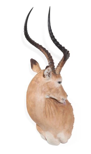 Tête en cape d’Impala naturalisée en position...