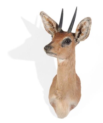 Tête en cape de Raphicère champêtre, Raphicerus...