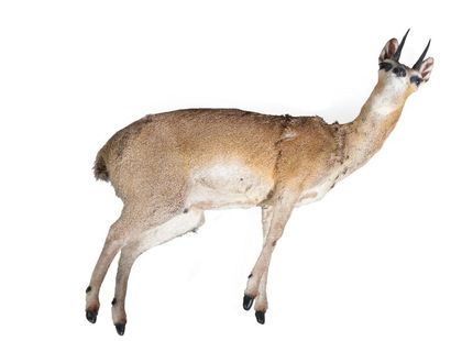 Antilope musquée naturalisée entière, Neotragus...