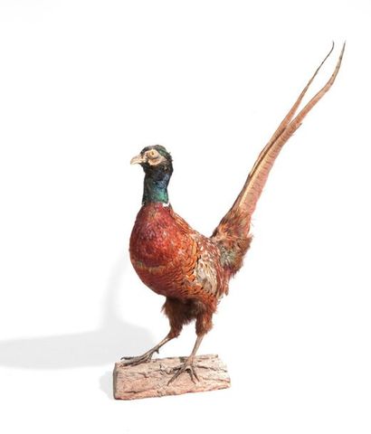 Faisan de Colchide, Phasianus colchicus,...