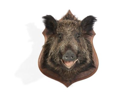 Sanglier en cape, Sus scrofa.