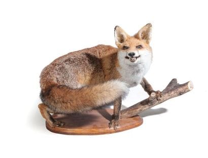 Renard naturalisé entier, Vulpes vulpes.