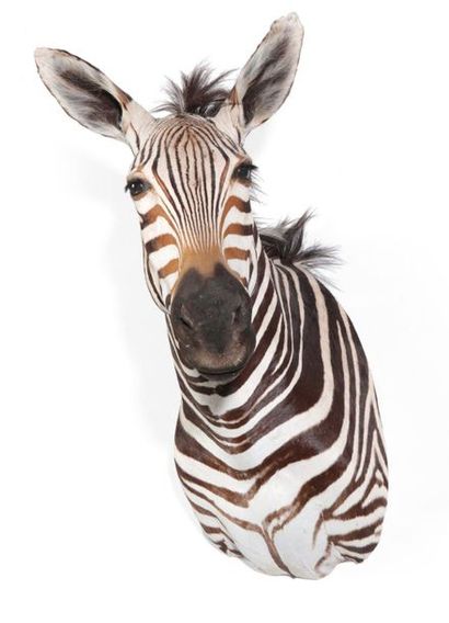 Zèbre de Burchell en cape, Equus burchellii....