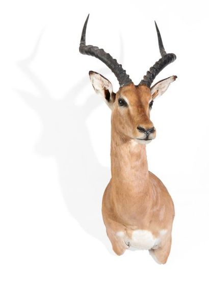 Tête en cape d’Impala, Aepyceros melampu...