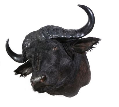 Tête en cape de Buffle caffer, Syncerus ...