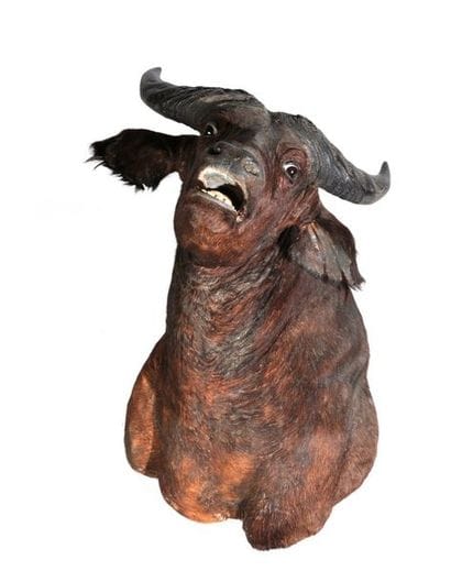 Tête en cape de Buffle Equinoxial, Syncerus...