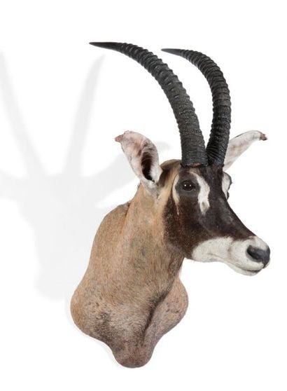 Tête en cape d’Antilope Rouanne, Hippotragus...