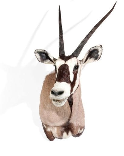Tête en cape d’Oryx gazelle, Oryx gazell...