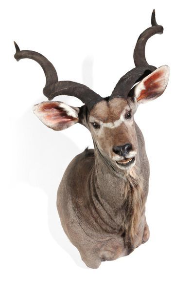 Tête en cape de Grand Koudou, Tragelaphus...