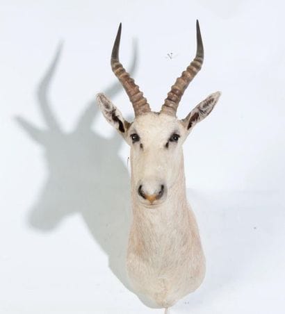 Tête en cape de Damalisque blanc, Damaliscus...