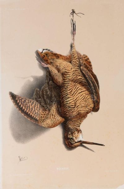 Albert ADAM. Grey Partridge / Woodcock. Pair...