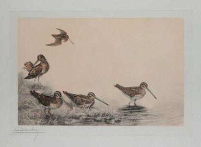 Léon DANCHIN. Snipe. Colour etching signed...