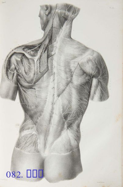 [MÉDECINE / ANATOMIE - CHIRURGIE]. BOURGERY...