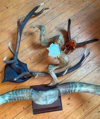 Lot of hunting trophies

(sold as is)