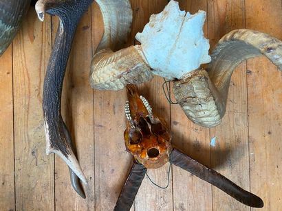 Lot of hunting trophies

(sold as is)