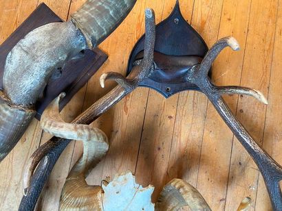 Lot of hunting trophies

(sold as is)