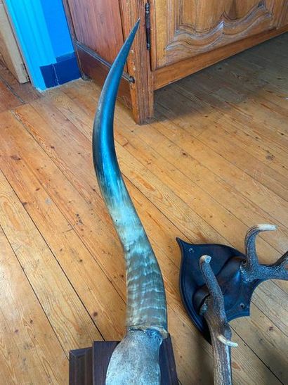 Lot of hunting trophies

(sold as is)