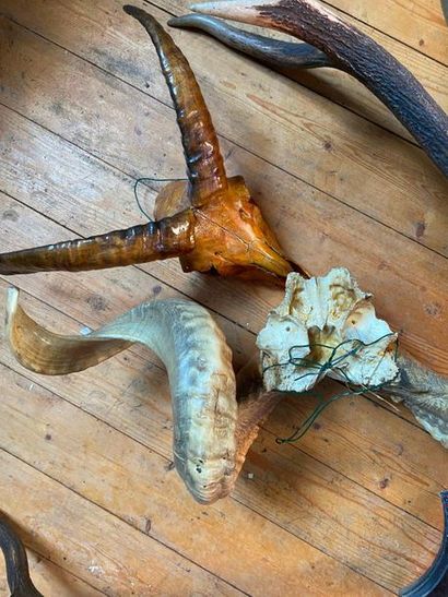 Lot of hunting trophies

(sold as is)