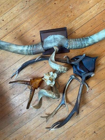 Lot of hunting trophies

(sold as is)