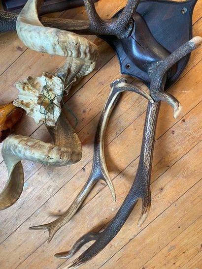 Lot of hunting trophies

(sold as is)