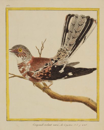 François - Nicolas MARTINET (1725/31 - 1804)

Madagascar...