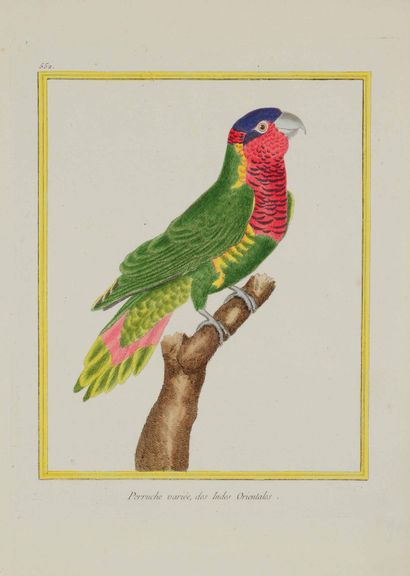 François - Nicolas MARTINET (1725/31 - 1804)

Variegated...