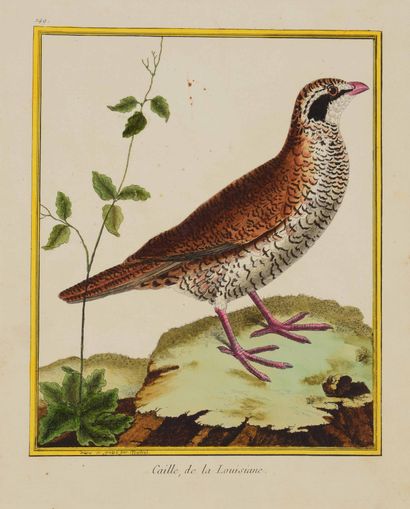 François - Nicolas MARTINET (1725/31 - 1804)

Blackbird...